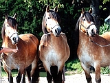 Minchen, Ollie und Tornado 08-2004